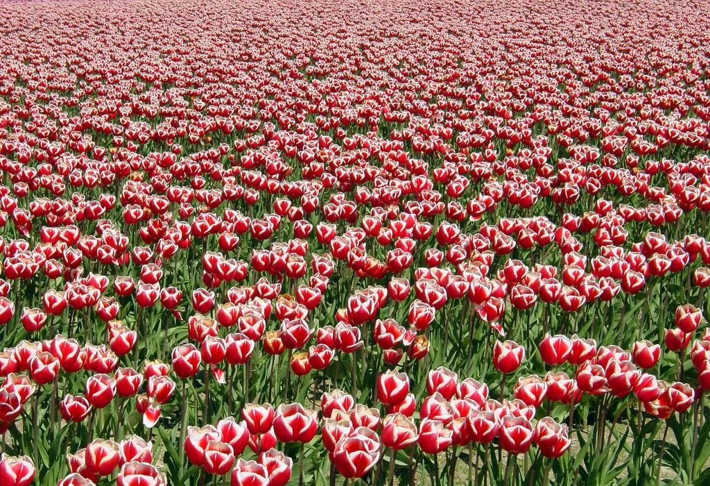 field of red and white tulips