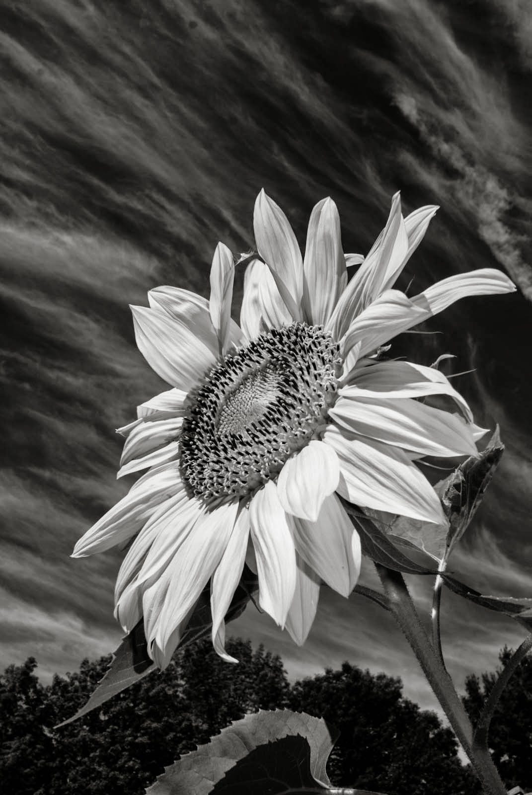 Gambar Bunga Matahari hitam Putih III : Kumpulan Gambar 