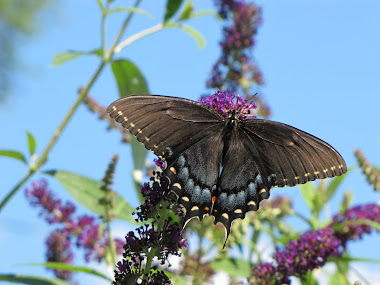 Black Tiger Swallowtail Butterfly on Butterfly Bush