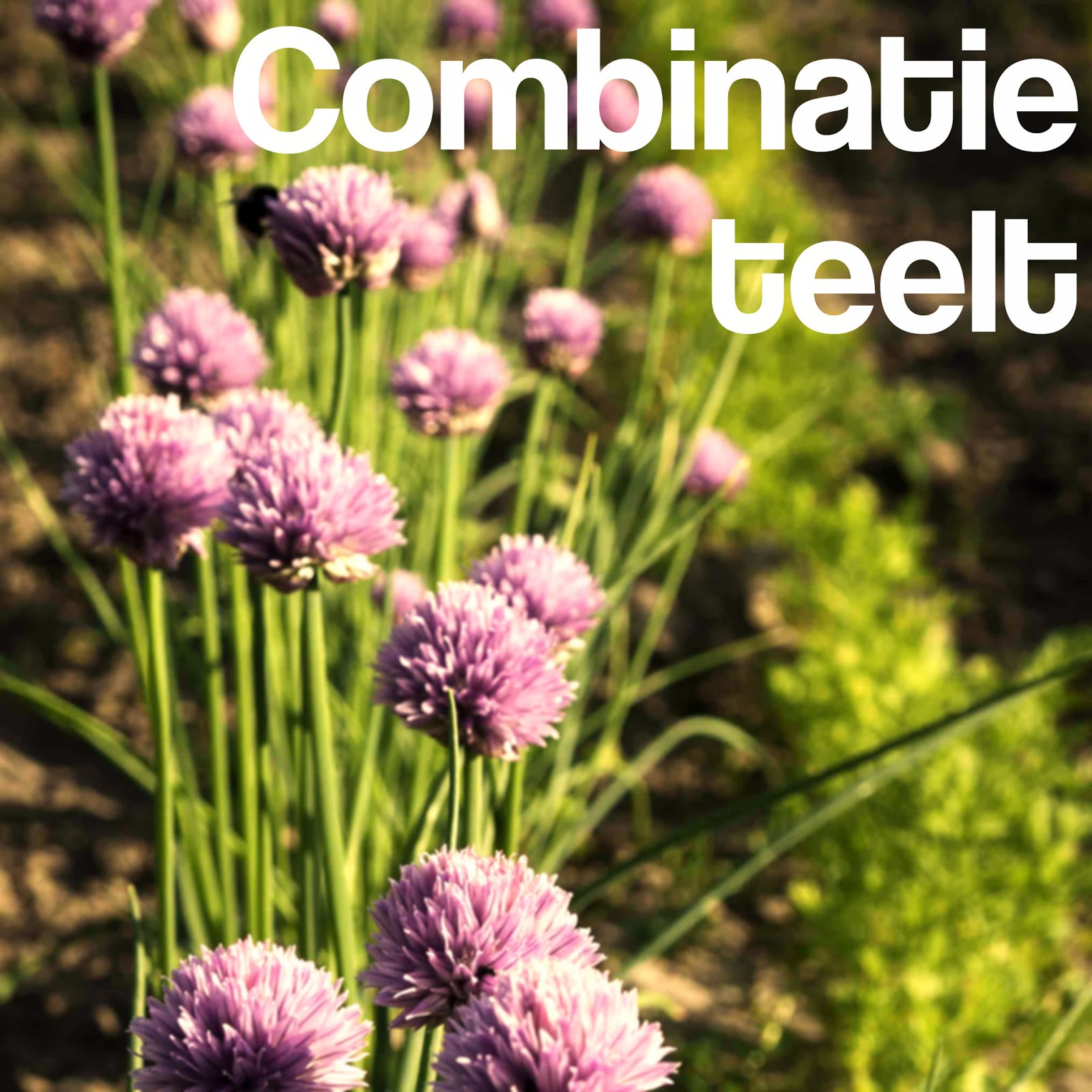 combinatieteelt companion planting