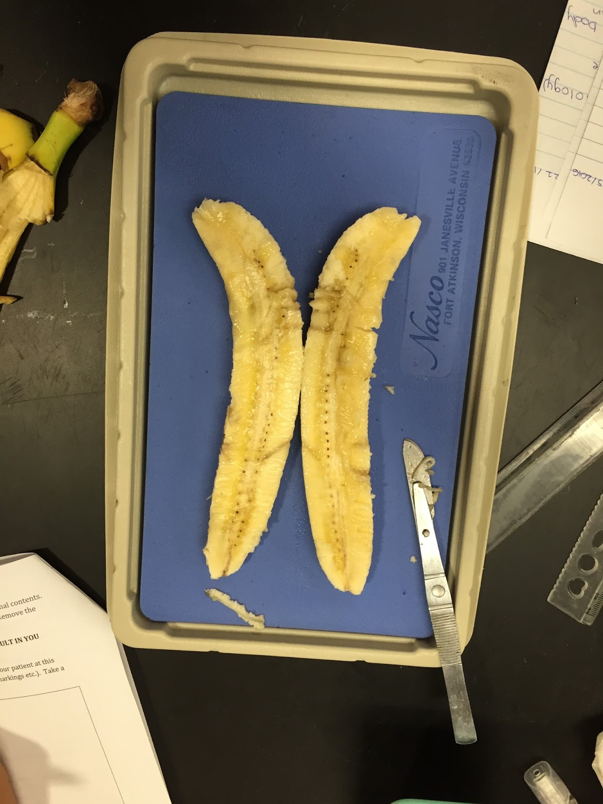 Anatomy and Physiology : Hana the Banana Lab