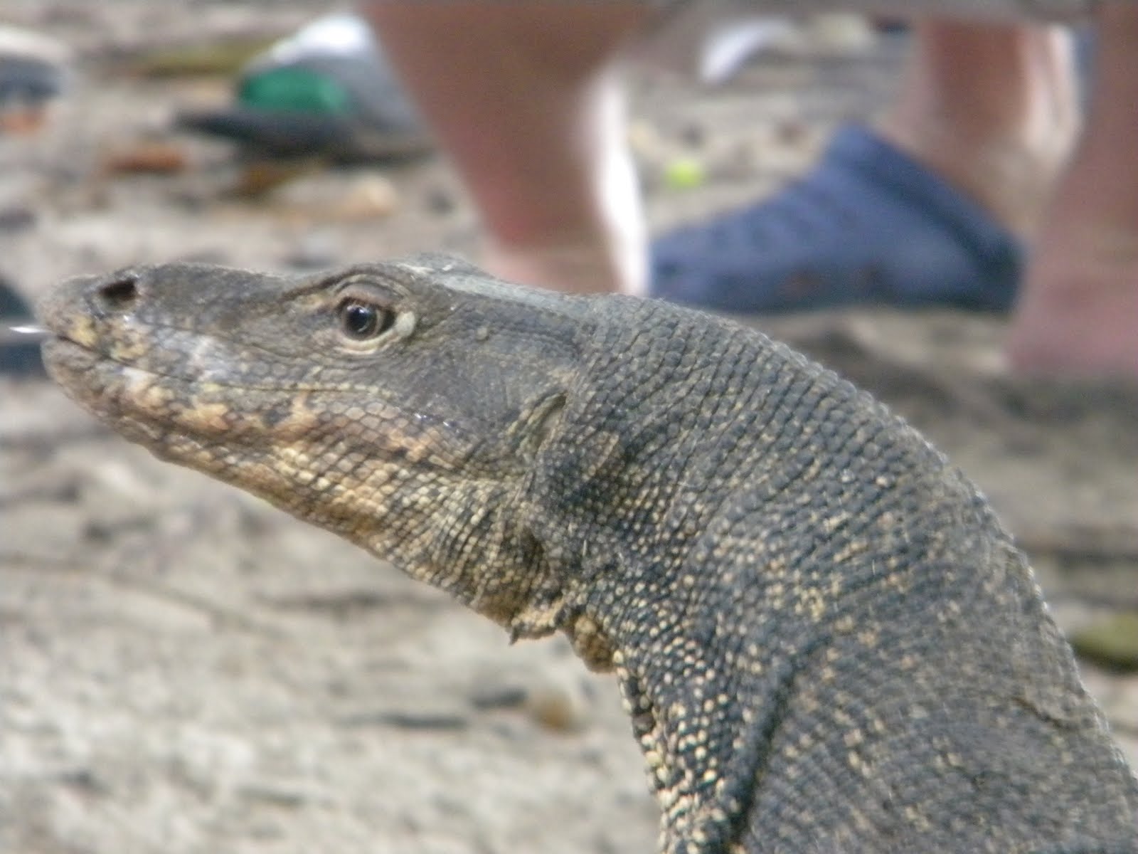 Our New Territories Monitor Lizards in Borneo