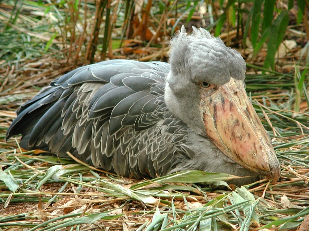 shoebill duck shoebill duck