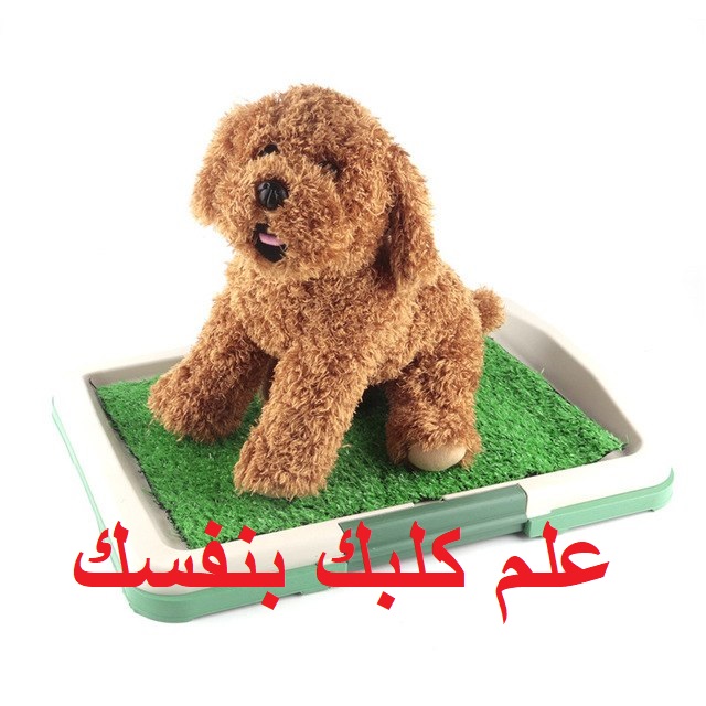 7 طرق لتعلم الكلب الحمام في المكان المناسب