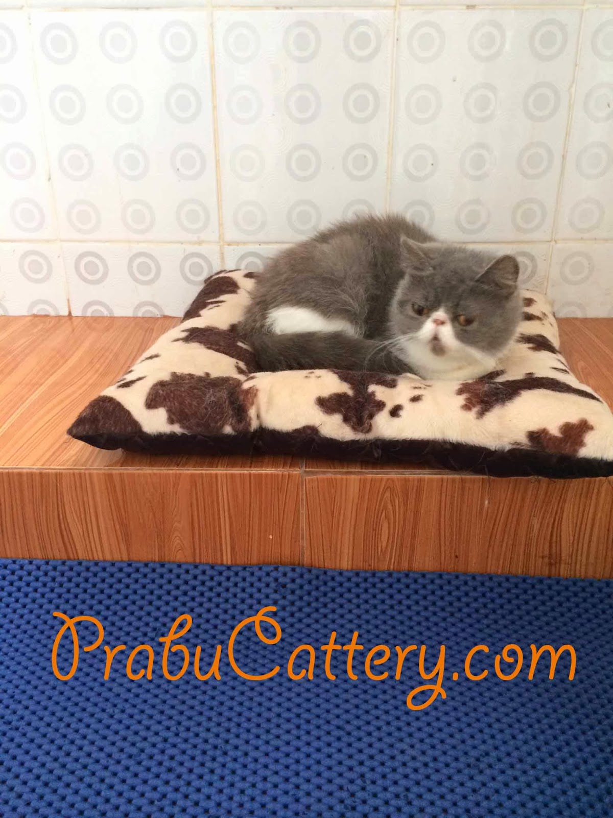 Tempat Tidur Kucing Sederhana Interior Rumah