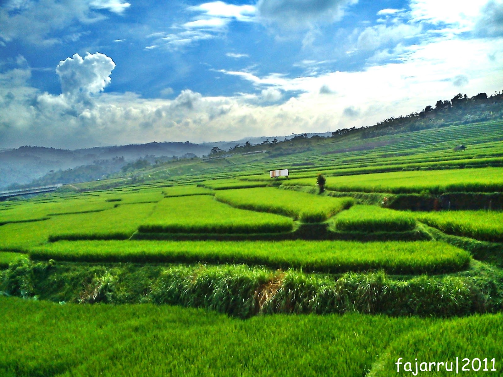  pemandangan  sawah  yang indah Foto Dunia Alam Semesta 