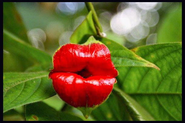 20+ Amazing and Weird Flowers Which Will Make You Laugh