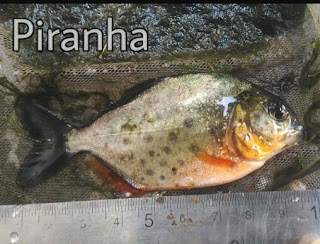 Perbedaan Ikan Piranha dan Bawal