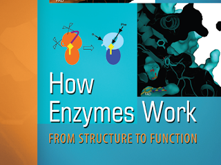 How to Enzymes Work