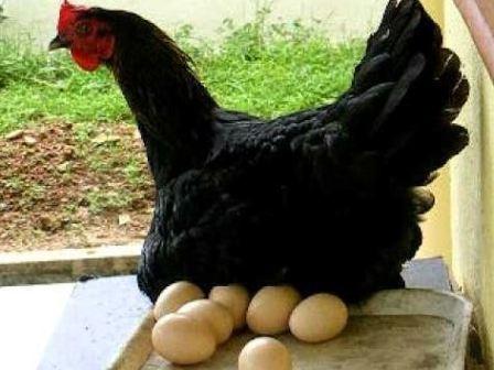 Penyiapan Sarana dan Peralatan Dalam Beternak Ayam Petelur | Ternak Ayam