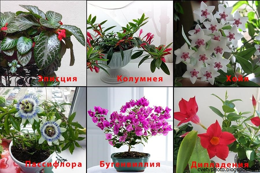 Плетущиеся Цветы Комнатные Фото С Названиями