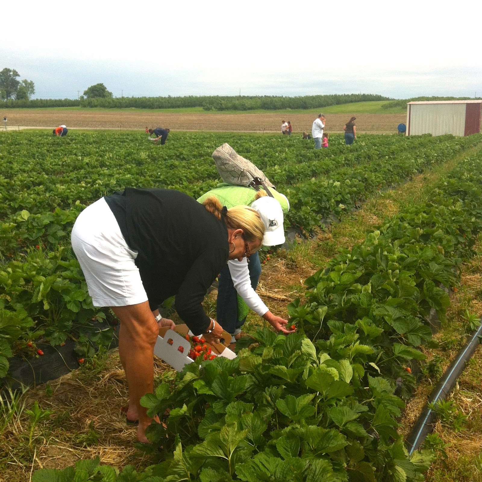 Thing To Do Strawberry Picking! Charisa Darling