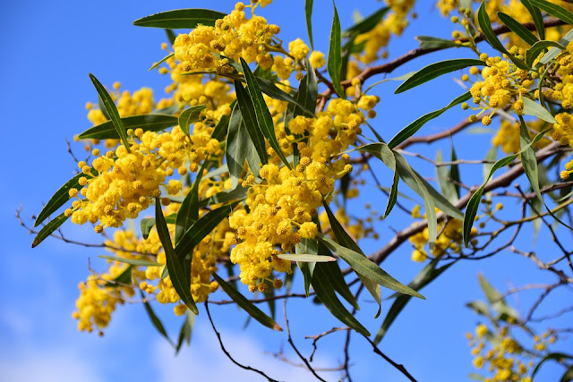 acacia-o-mimosa