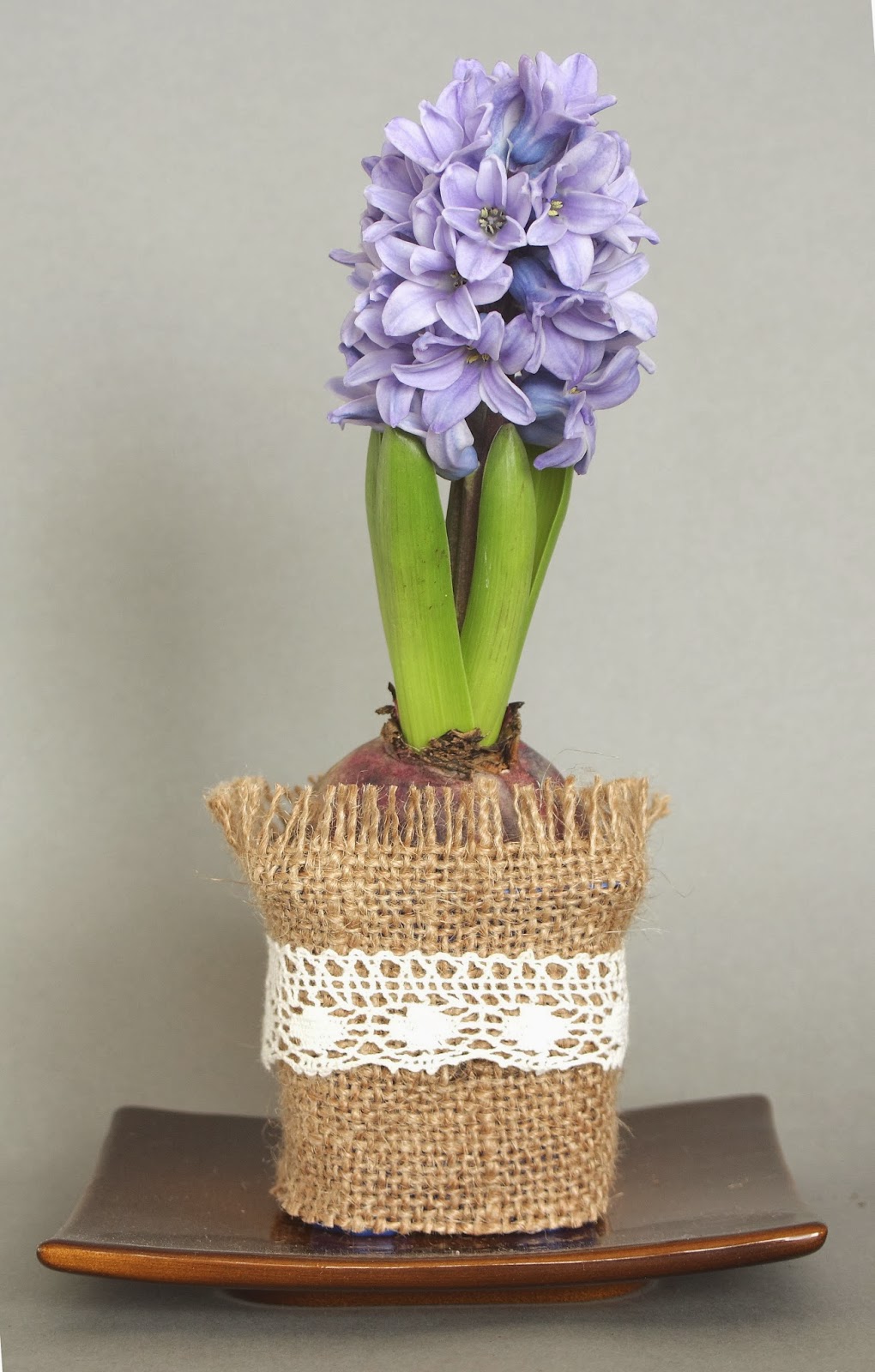 DecorAnna: Hiacynt Hyacinth