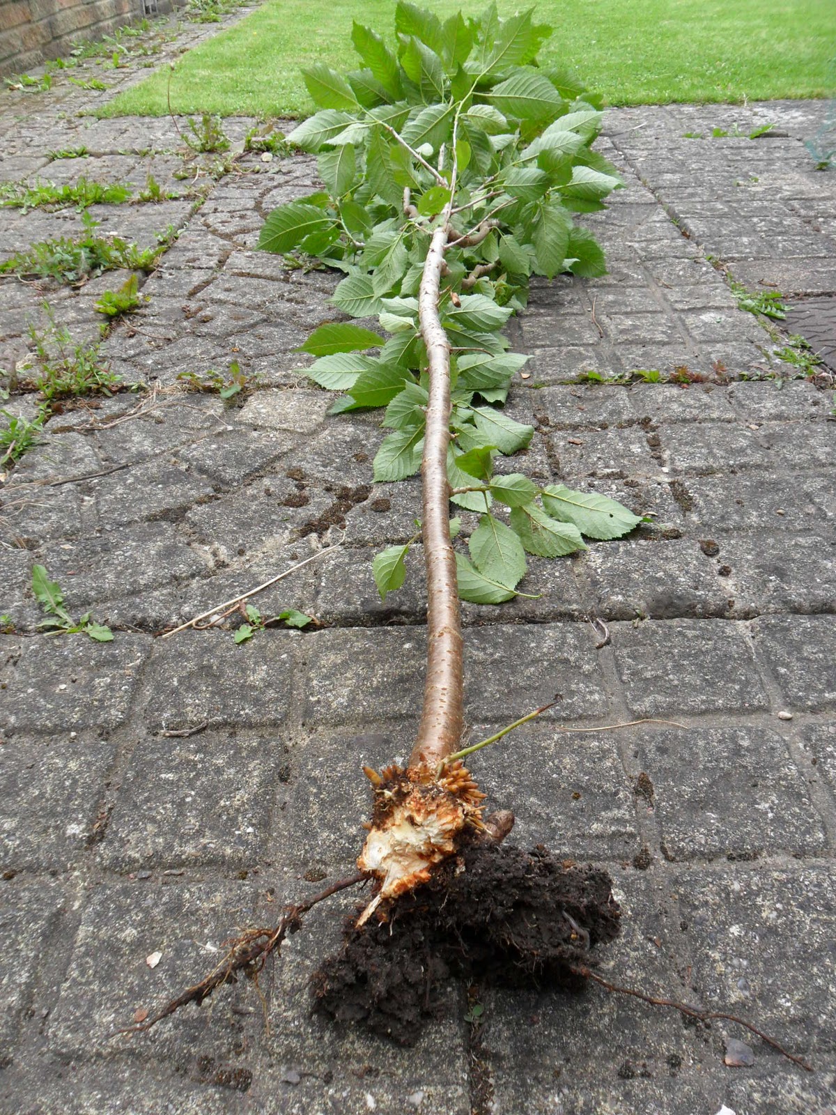 Experiments with Plants Cherry Blossom Tree (08 JAN 2012)