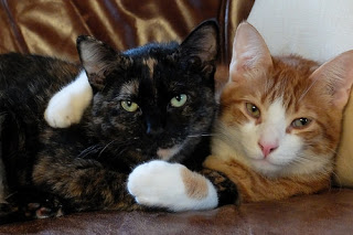 Kucing Betina dan Jantan Kucing Betina dan Jantan