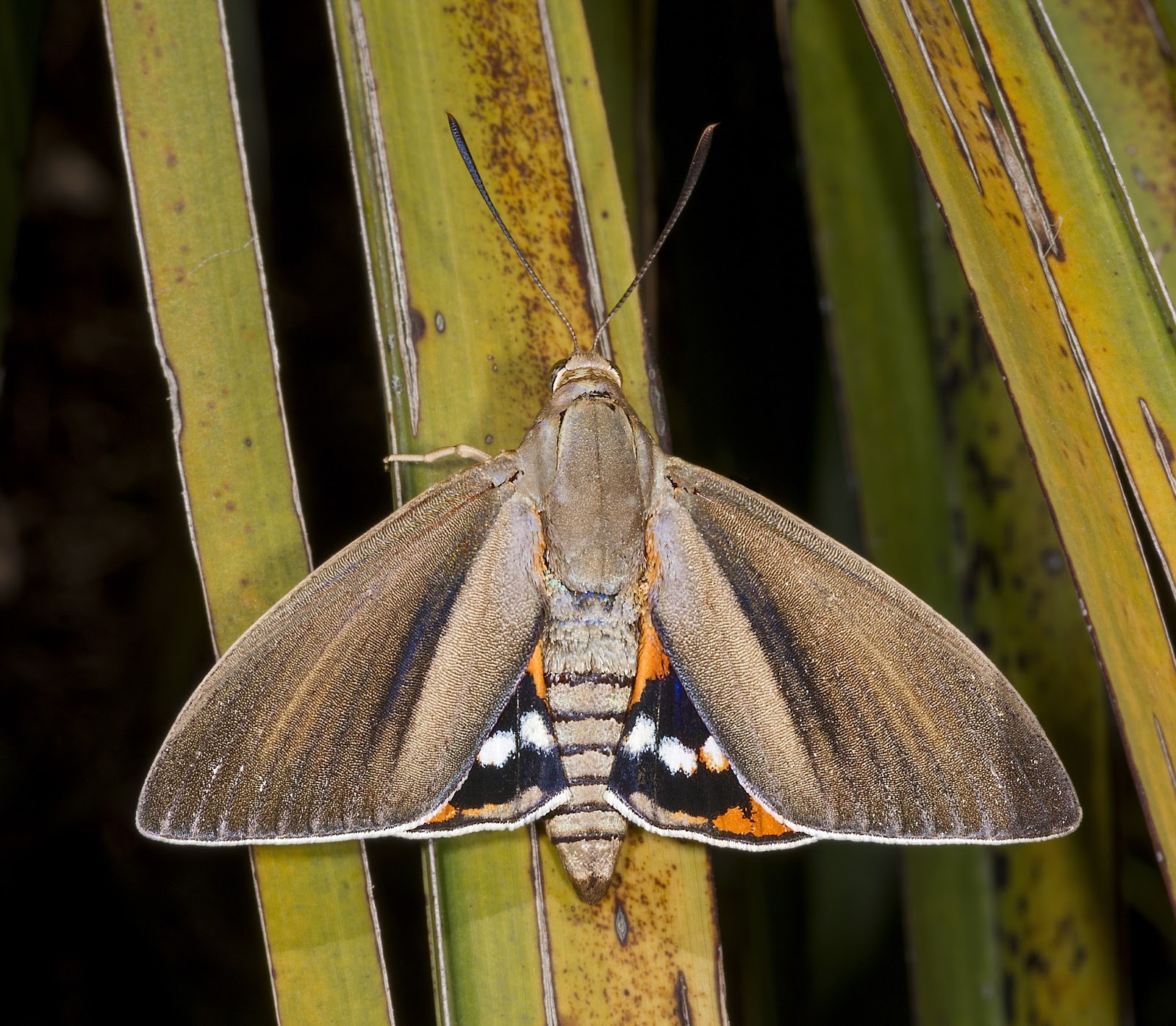 Insects: Paysandisia archon MHNT Dos Vif Fronton