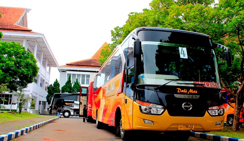 дали автобусы