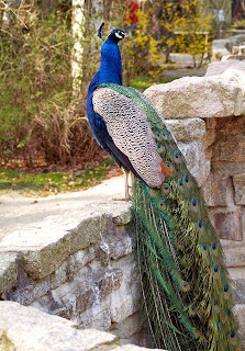 Blauwe pauw Udawalawe National Park 