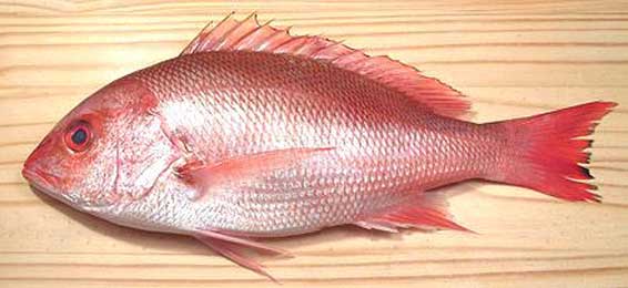 25 Manfaat Ikan Kakap Untuk Kesehatan Tubuh