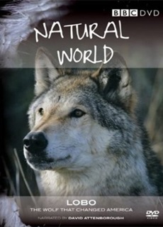 Lobo The Wolf That Changed America | Documentary Film - Cosmos