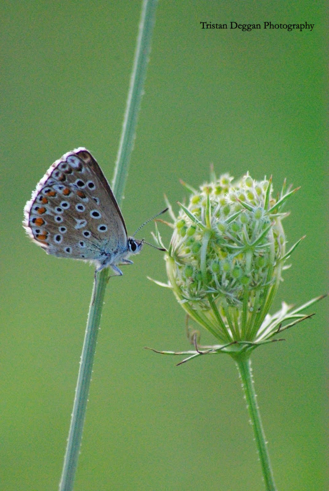 Macro Photography by Tristan Deggan: Butterflies, Montaigut le Blanc...