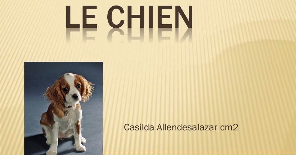 Expose Sur Le Chien Cm2 Classe de CM2. École Saint Louis des Français.: Exposé. Le chien