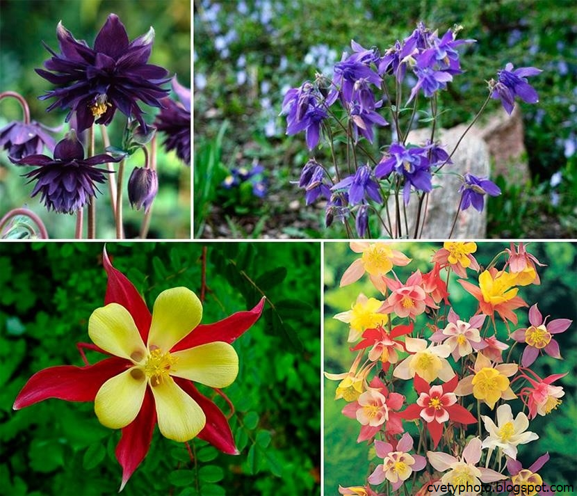 Уличные Цветы Многолетники Фото С Названиями