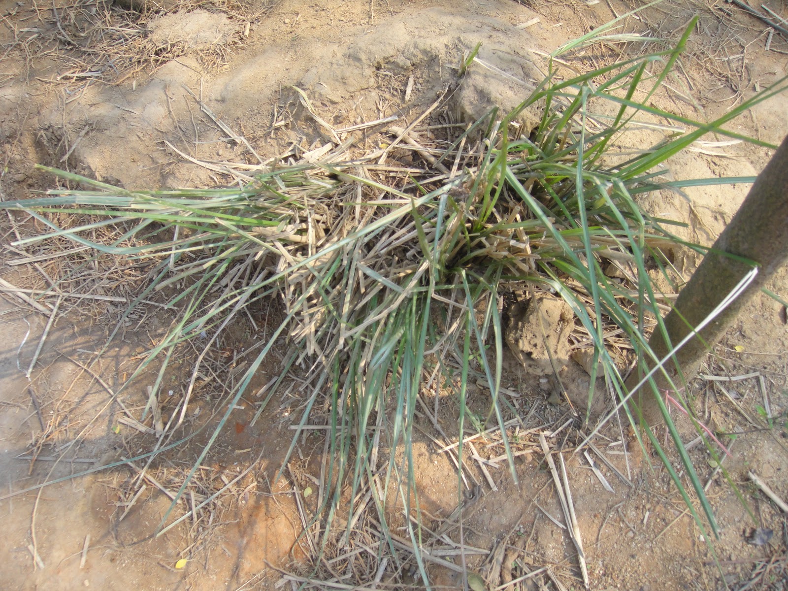 Khus khus [ବେଣା ଚେର] The Barpali Days