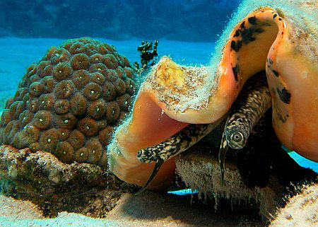 Beautiful Ocean And Marine Life Full Of Colors ~ Whatz More
