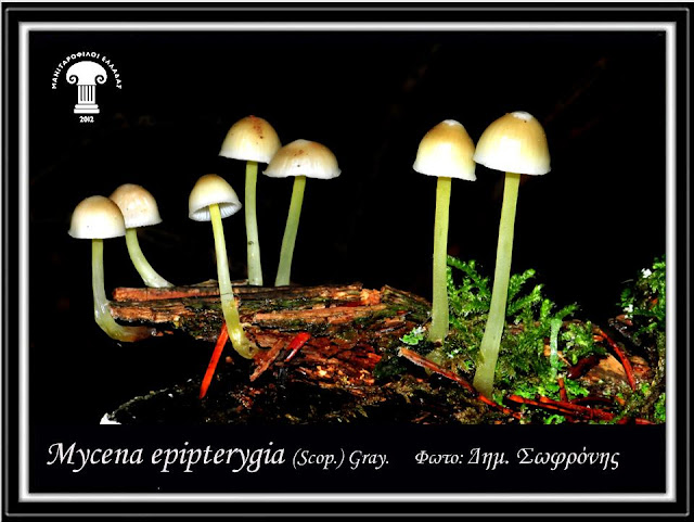 Mycena epipterygia (Scop.) Gray