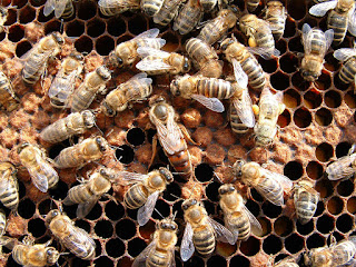 reproduccion abejas