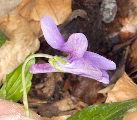 Early Dog Violet, Viola reichenbachiana.  One Tree Hill, 27 April 2012.