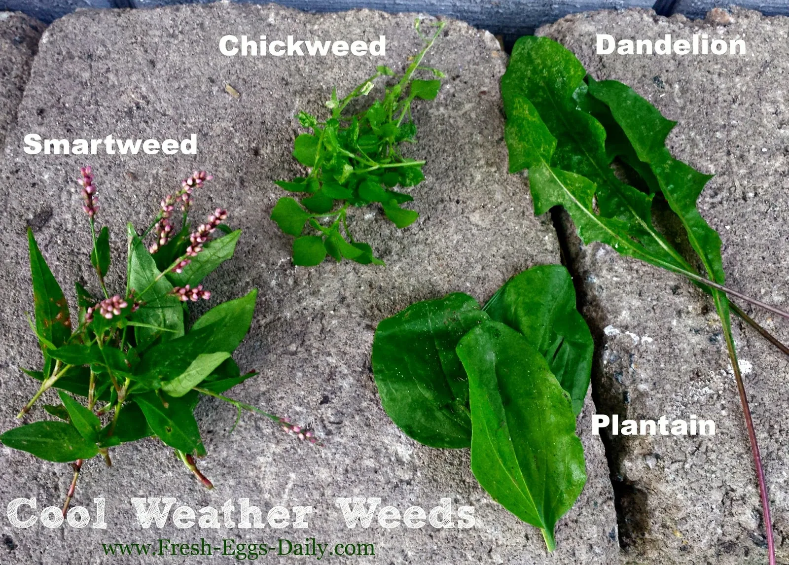 Weeds 101 A Nutritious, FREE Treat for your Backyard Chickens Fresh