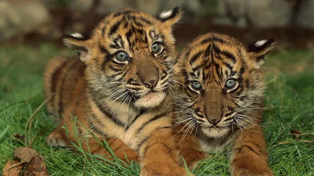 Tijger foto met twee jonge tijgers