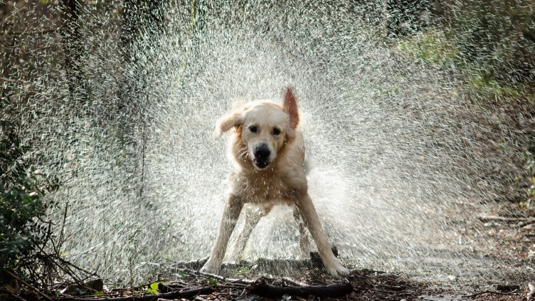 6 Dog Activities for Rainy Days Australian Dog Lover