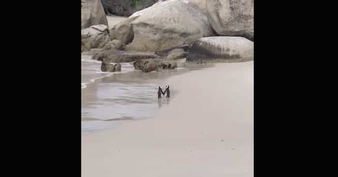 Coppia romantica di pinguini innamorati si tengono per mano su una spiaggia - Video Divertente.
