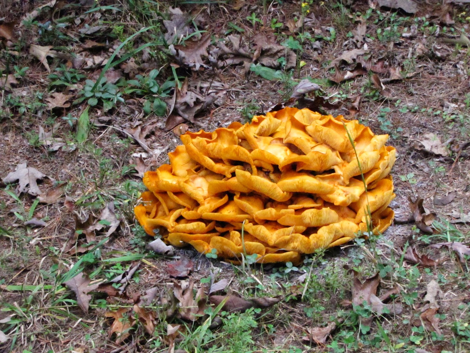Chicken of the Woods