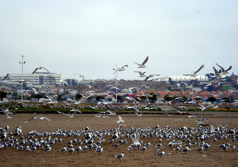Caminhos do Sul da América Estadio Francisco Sánchez Rumoroso, Coquimbo/CL