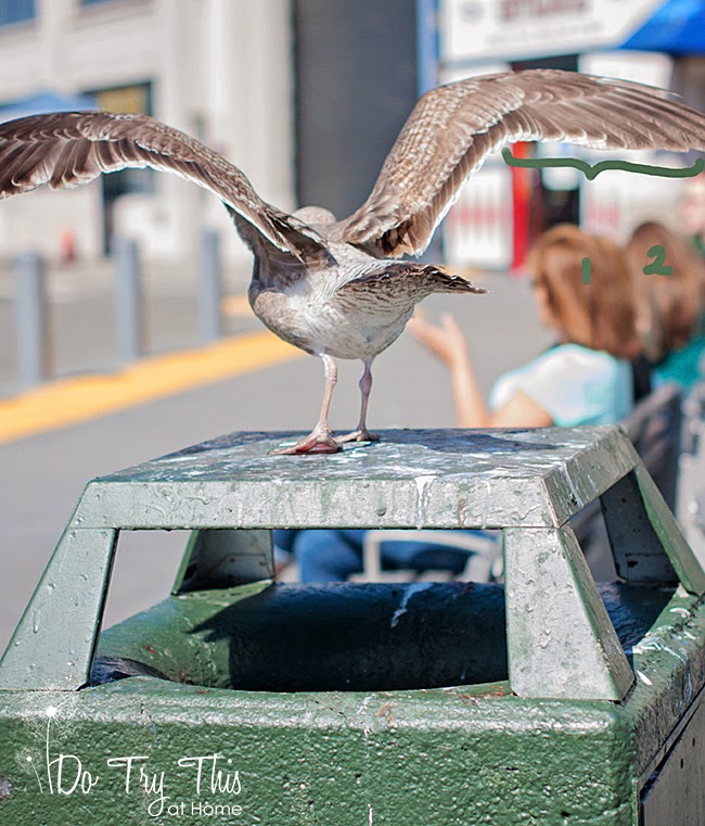 Do Try This at Home: San Francisco...home to giant, giant sea gulls