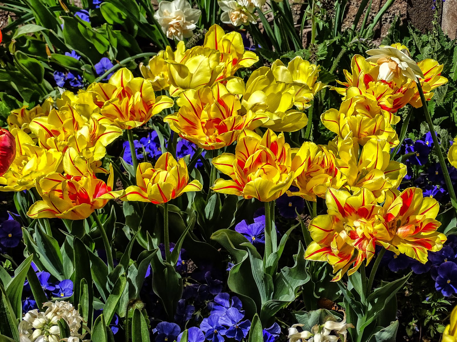Walking Arizona Yellow and Red Tulips