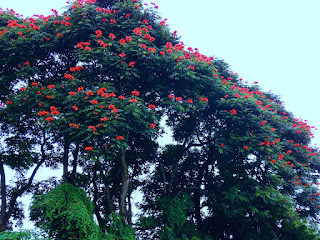 African Tulip Tree Or Flame Of The Forest At Batunya Village, Tabanan, Bali, Indonesia