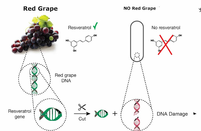 Resveratrol effect Repair DNA Fregment Resveratrol effect Repair DNA Fregment