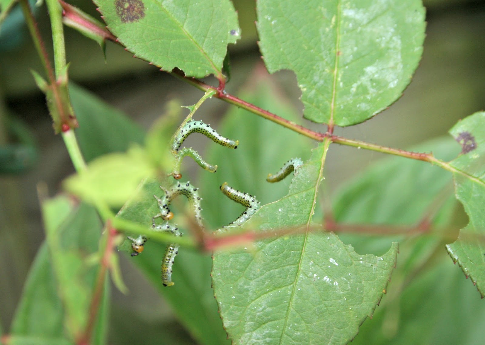 bosliefje Rupsje at, rupsje at...... een gat in het blad