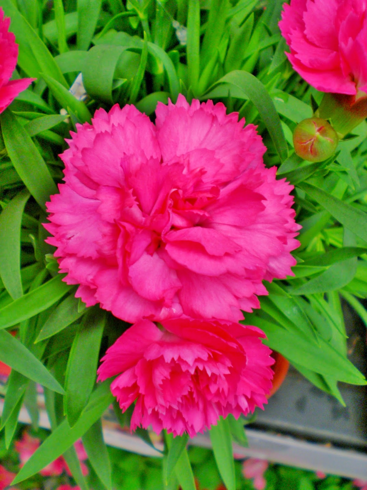 Dianthus caryophyllus o clavel rosado Flores colombia