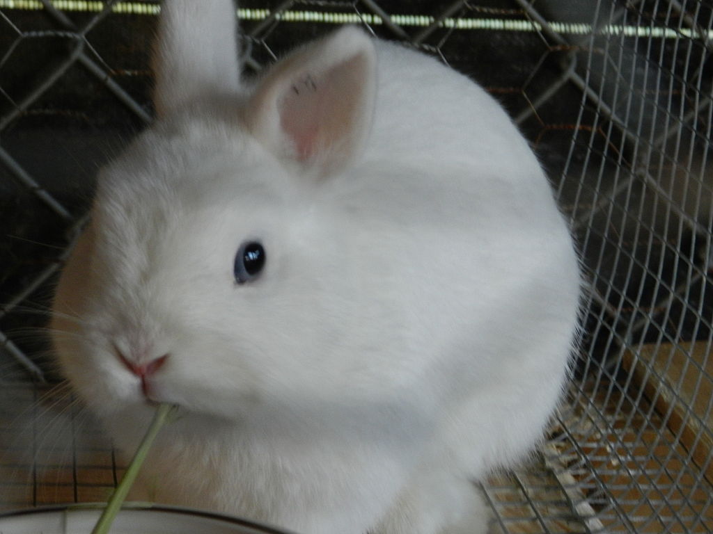Polish Rabbit Breed Information and Pictures Cute Bunny Amazing