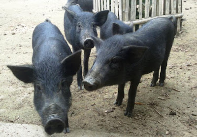 Diễn đàn rao vặt: Bán lợn mán giống tại Hòa Bình - Lợn Mán Hòa Bình Lon_man_nguyen-con-song