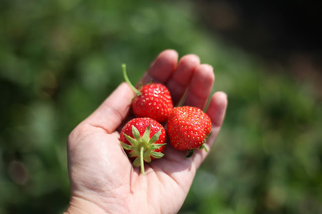 pick your own strawberries