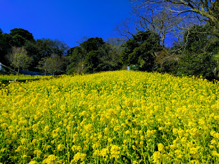 黄色い菜の花畑と森と青い空