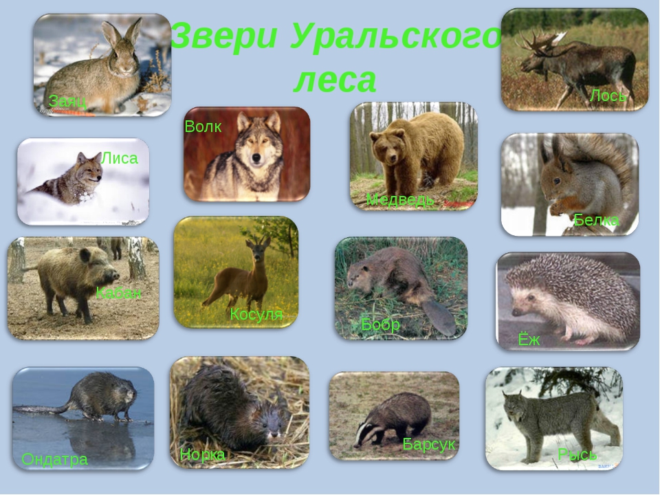 На каких зверей идут. Животные Урала. Лесные животные. Дикие животные Урала. Дикие животные леса.